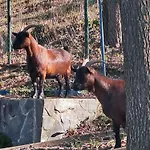 Hruby Dolní Moravice